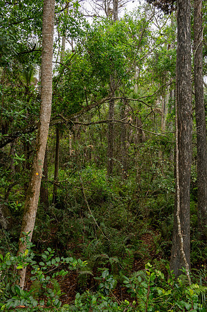 Cypress Forest, Everglades, Florida
