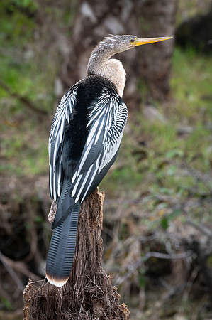 Anhinga, Everglades, Florida