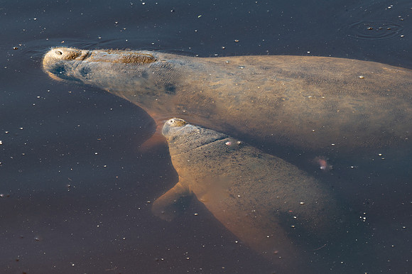 Manatee, Manatee Park, Fort Myers, Florida
