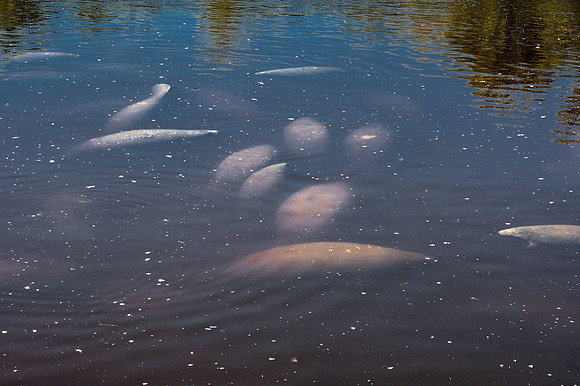 Manatee, Manatee Park, Fort Myers, Florida