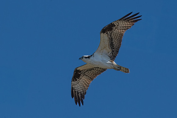 Osprey, J.N. "Ding" Darling National Wildlife Refuge, Sanibel Island, Florida