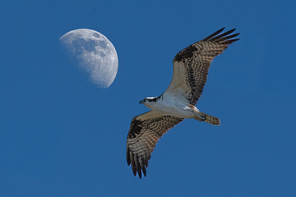 Osprey, J.N. "Ding" Darling National Wildlife Refuge, Sanibel Island, Florida