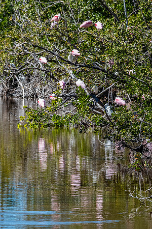 Roseate Spoonbills, J.N. "Ding" Darling National Wildlife Refuge, Sanibel Island, Florida