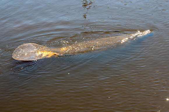 Manatee, Manatee Park, Fort Myers, Florida