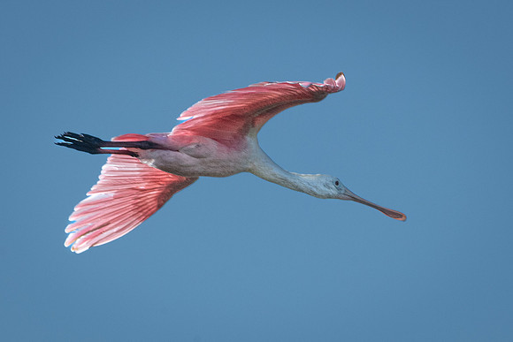 Roseate Spoonbill in Flight, J.N. "Ding" Darling National Wildlife Refuge, Sanibel Island, Florida