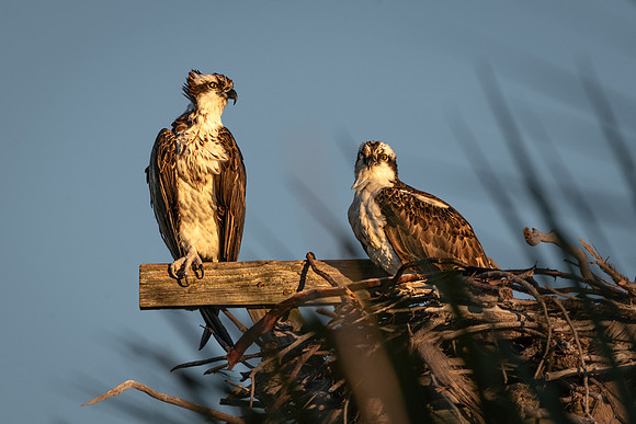 Osprey Pair, Bowman's Beach, Sanibel Island, Florida