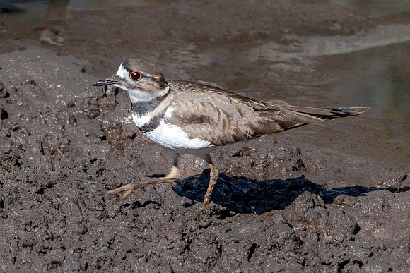 Killdeer, J.N. "Ding" Darling National Wildlife Refuge, Sanibel Island, Florida