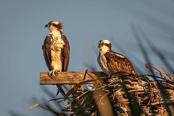 Osprey Pair, Bowman's Beach, Sanibel Island, Florida