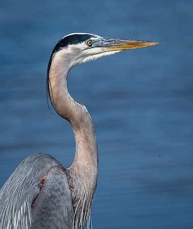 Great Blue Heron, J.N. "Ding" Darling National Wildlife Refuge, Sanibel Island, Florida