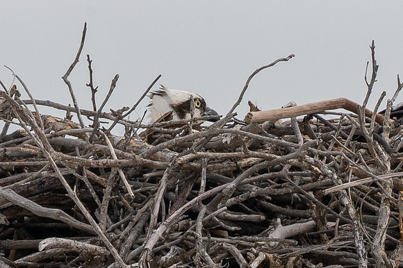 Osprey Chick in Nest, Sanibel Island, Florida