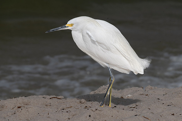 Snowy Egret, Sanibel Island, Florida