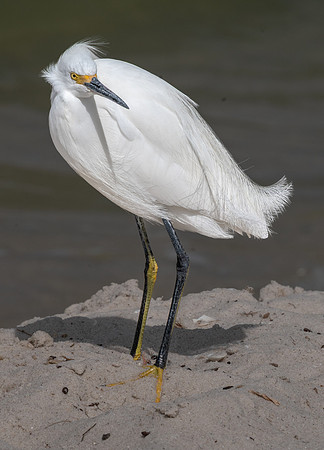 Snowy Egret, Sanibel Island, Florida