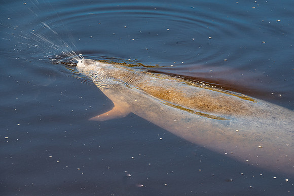 Manatee, Manatee Park, Fort Myers, Florida
