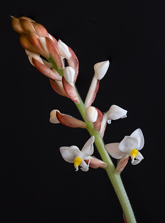 Ludisia discolor Orchid