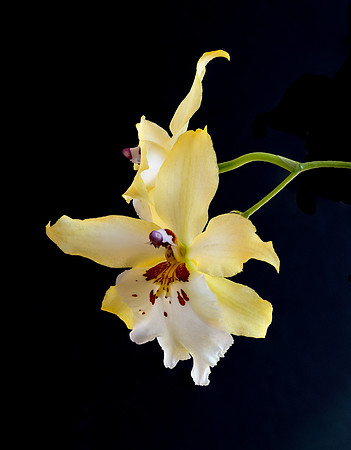 Orchid Vuyl. Celtic Sun 'Maya'