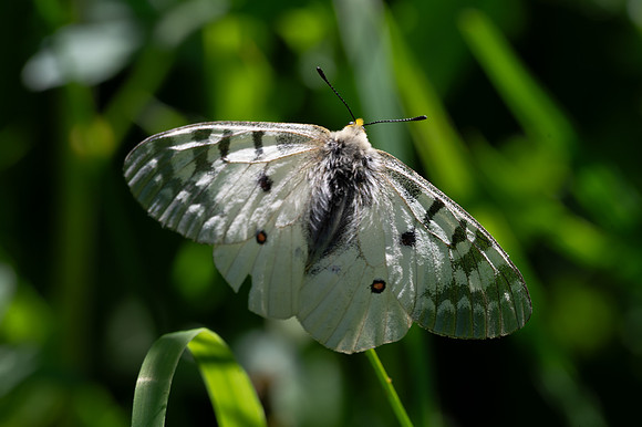 Clodius Parnassian Butterfly, Crater Lake National Park, Oregon