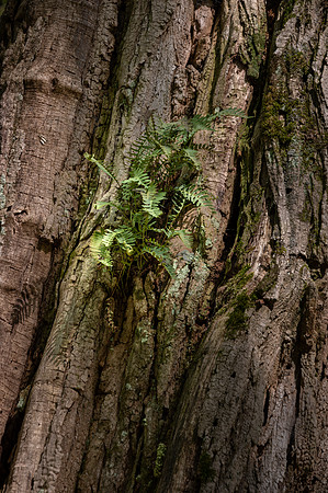 Fern on Black Locust