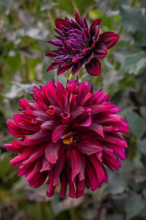 Dahlia 'Black Beauty'