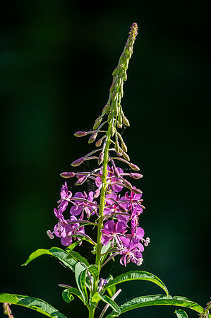 Fireweed, Multnomah Falls, Oregon