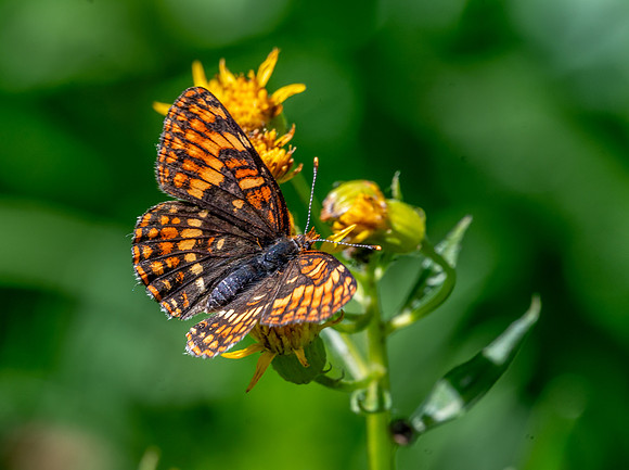 Phyciodes Pulchella Butterfly,  Crater Lake National, Oregon