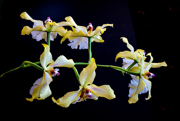 Orchid Vuyl. Celtic Sun 'Maya'