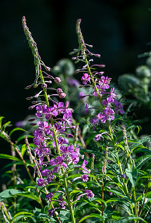 Fireweed, Multnomah Falls, Oregon