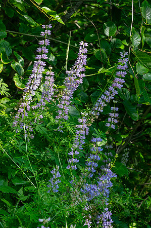 Lupine, Coldwater Lake, Washington