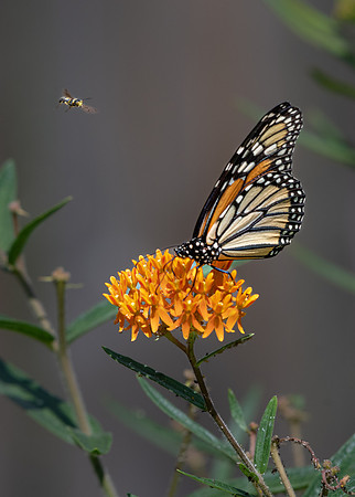 Monarch Butterfly on Butterfly Weed