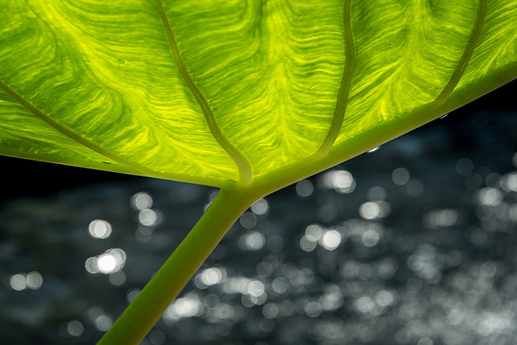 Elephant Ear