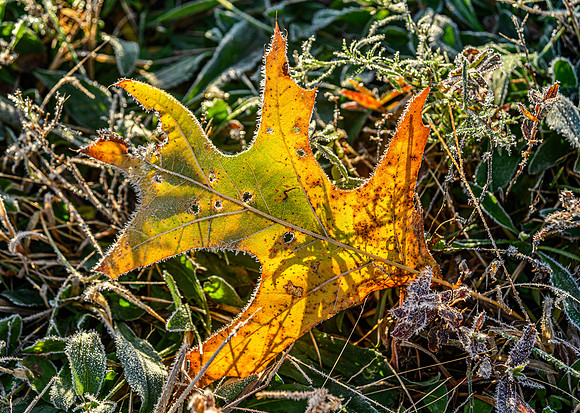 Frosty Oak Leaf
