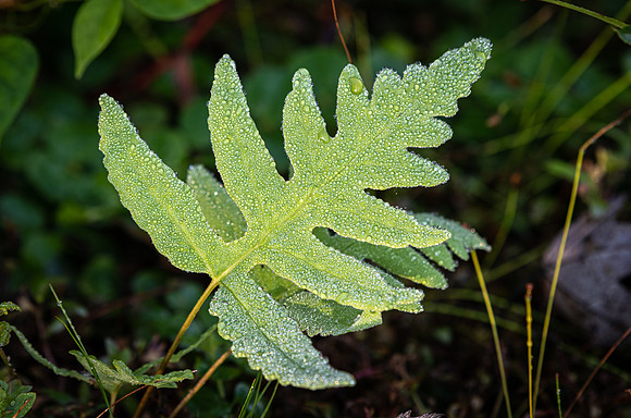 Dewy Leaf #2