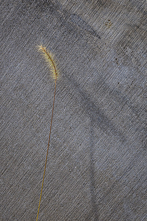 Grass and Cut Stone