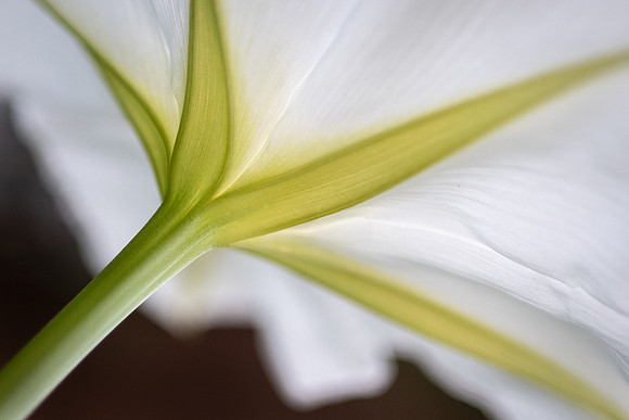 Moonflower