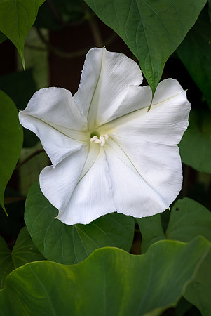 Moonflower