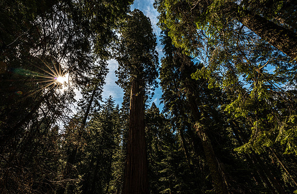 Giant Sequoia