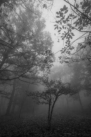Fog