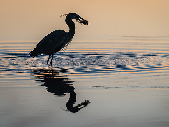 Great Blue Heron with Dinner