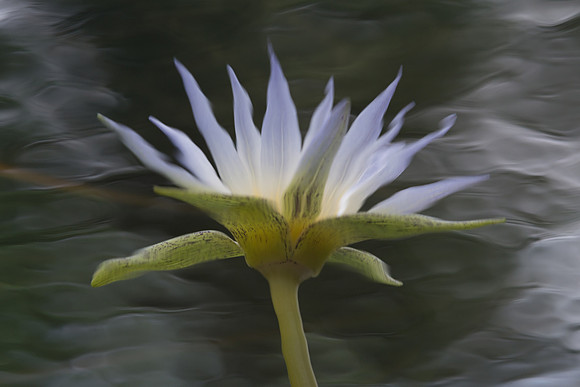 Blue-Lotus