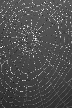 Dewy Spiderweb