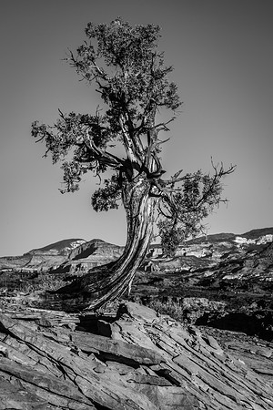 Ancient Juniper