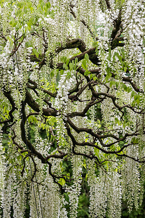 White Wisteria