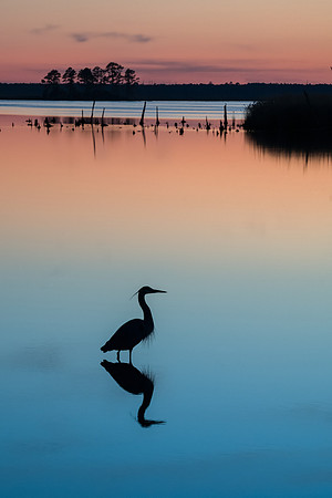 Heron at Sunset