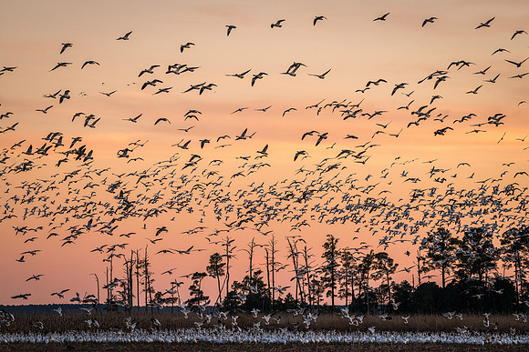 Snow Geese at Sunset