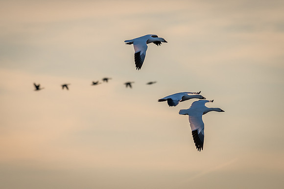 Snow Geese, Blackwater NWR