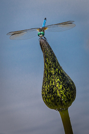 Blue Darter on Waterlily Bud