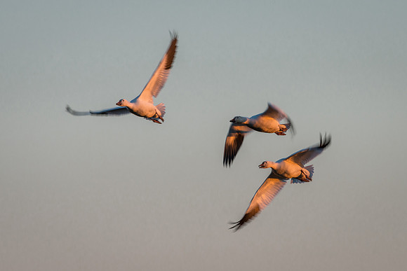 Snow Geese Trio