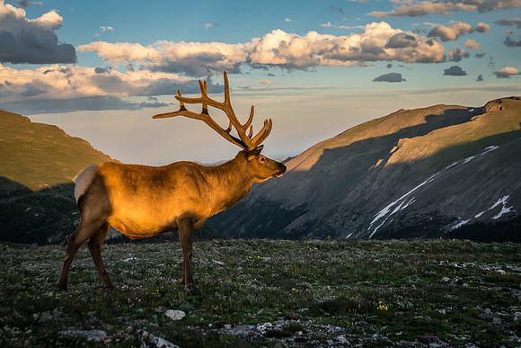 Elk at Sunset