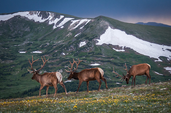 Elk Trio