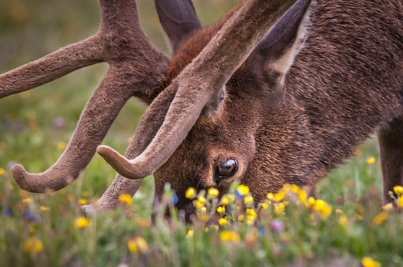 Elk Grazing