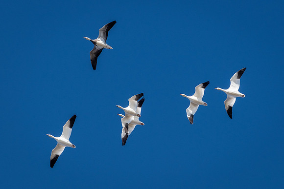 Snow Geese